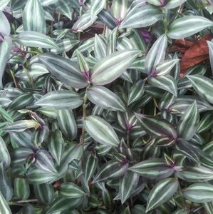 Tradescantia Zebrina/ Wandering 'Dude' cuttings